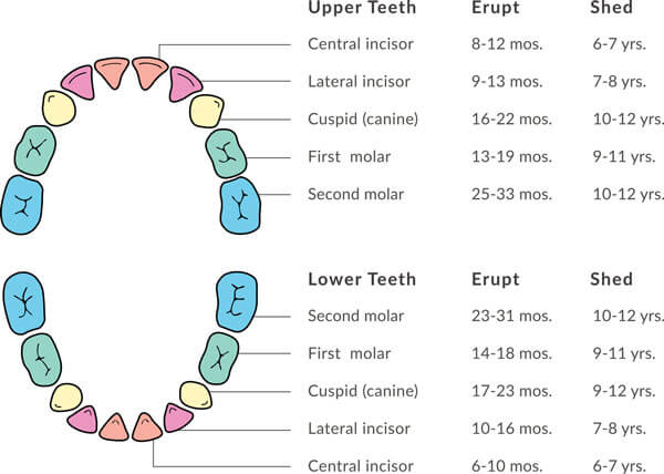 Canine Tooth Eruption Chart